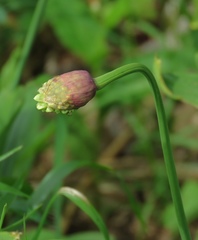 Allium victorialis