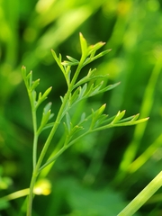 Bunium bulbocastanum