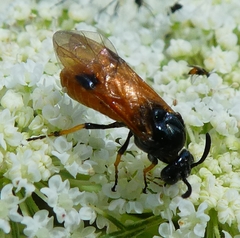 Arge melanochra