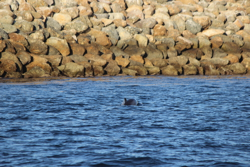 photo of Common Bottlenose Dolphin (Tursiops truncatus)