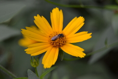 Coreopsis pubescens robusta