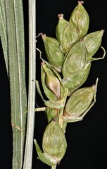 Carex conoidea