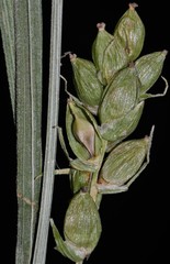 Carex conoidea
