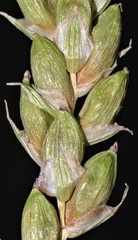 Carex conoidea