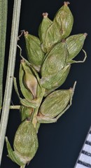 Carex conoidea