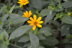 Coreopsis pubescens robusta