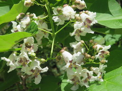 Catalpa bignonioides