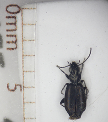 Syntomus foveatus
