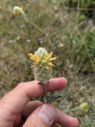 Image of Dalea ceciliana by (c) Cleveland Powell, some rights reserved (CC BY)