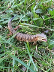 Elgaria multicarinata scincicauda