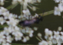 Hylaeus modestus
