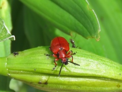 Lilioceris merdigera