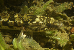 Pseudaphritis urvillii