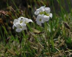 Arabis scopoliana