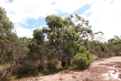Eucalyptus viminalis pryoriana