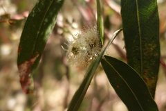 Eucalyptus viminalis pryoriana