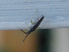 Heterotoma