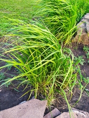 Carex pseudocyperus