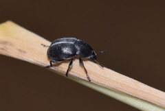 Bruchela suturalis