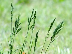 Bromus parodii