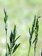 Bromus parodii