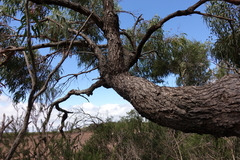 Eucalyptus viminalis pryoriana