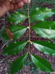 Tricalysia