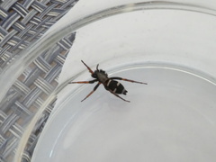 Sergiolus columbianus