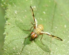 Otites lamed