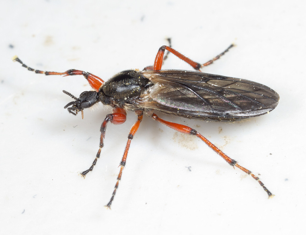 Yellow-footed March fly
