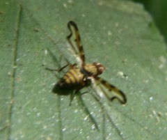 Otites lamed