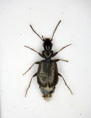 Syntomus obscuroguttatus