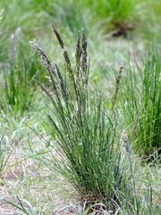 Poa ligularis