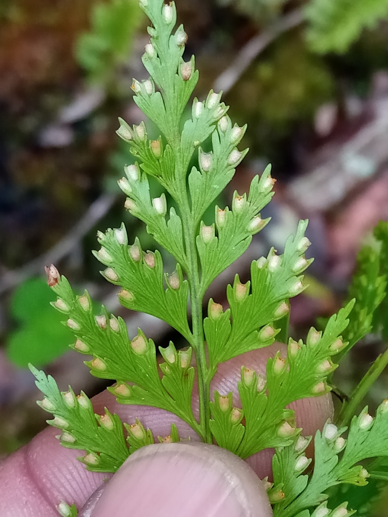 Davallia chaerophylloides