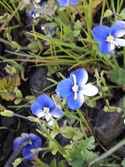 Veronica syriaca