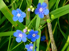 Omphalodes
