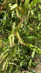 Astragalus canadensis