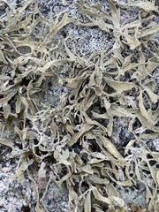 Ramalina siliquosa
