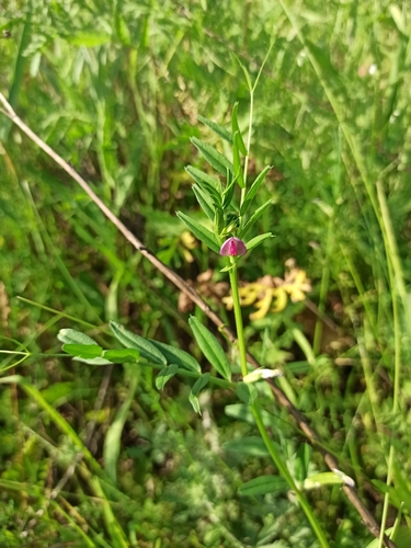 garden vetch (Vicia sativa)