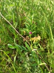 Vicia sativa — photo 2