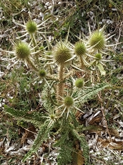 Dipsacus ferox