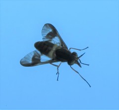 Chrysopilus quadratus