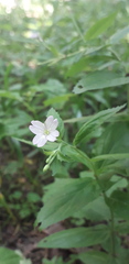 Epilobium montanum