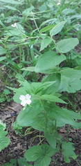 Epilobium montanum