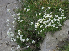 Arabis scopoliana