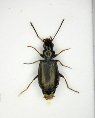 Syntomus obscuroguttatus