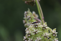 Cyphonotida rostrata