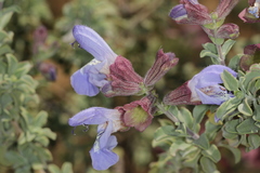 Salvia dentata
