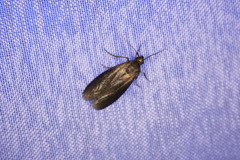 Sciota fumella