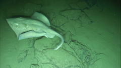 Bathyraja spinosissima